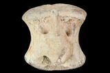 Hadrosaur Caudal Vertebrae - Montana #101798-1